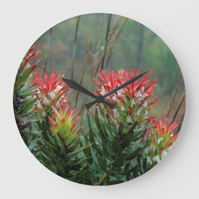 Grande Horloge Ronde Mimètes communs (Mimetes Cucullatus) (Recto)