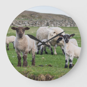 Grande Horloge Ronde Moutons 5 de Shetland