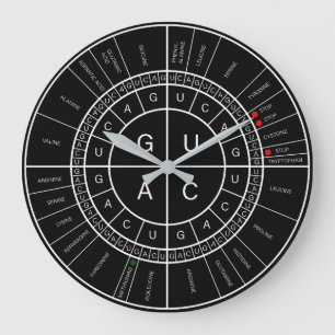 Grande Horloge Ronde mRNA to AMINO ACID CODON WHEEL