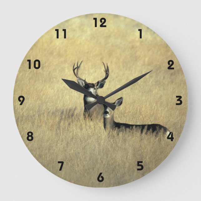 Grande Horloge Ronde Mule deer en Californie (Recto)