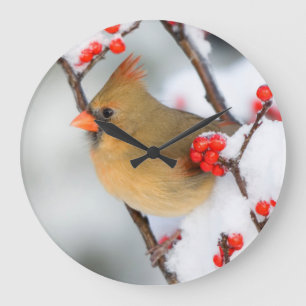 Grande Horloge Ronde Northern Cardinal female on Common Winterberry