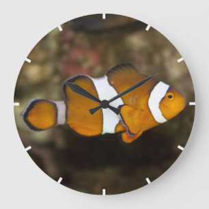 Grande Horloge Ronde Ocellaris Clowfish
