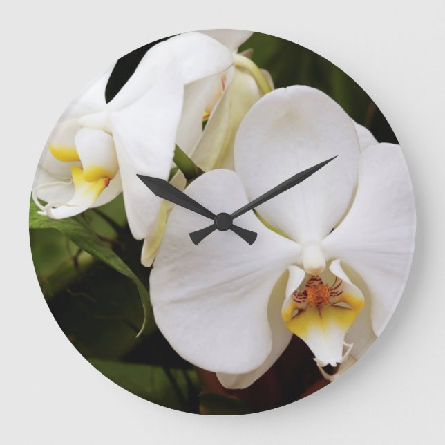 Grande Horloge Ronde Orchidée de Lune blanche (Phalaenopsis Aphrodite) (Recto)