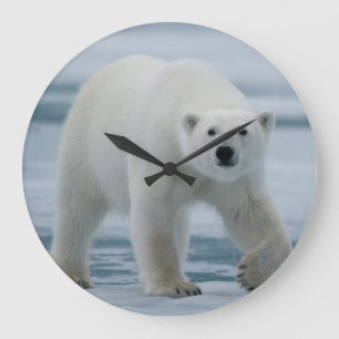 Grande Horloge Ronde Ours polaire, Ursus Maritimus, Adulte