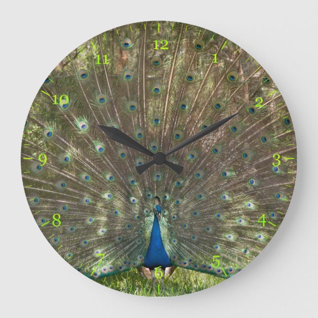 Grande Horloge Ronde paon indien de paons en plumage  (Recto)
