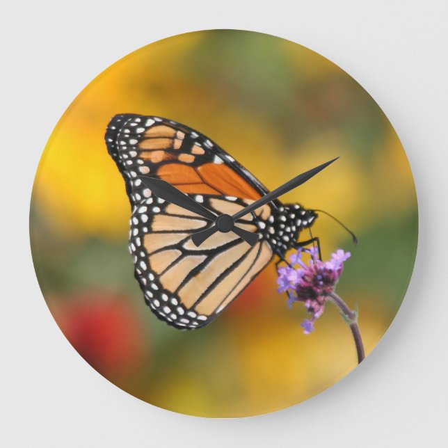 Grande Horloge Ronde Papillon monarque à la recherche de pollen (Recto)