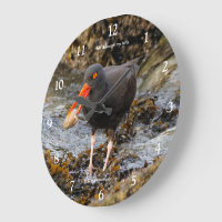 Pêche à la plage d'Oystercatcher noir