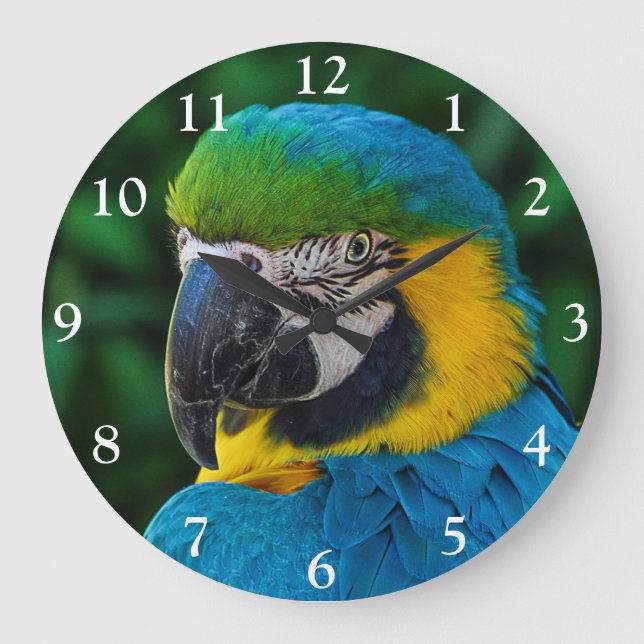 Grande Horloge Ronde Perroquet bleu et or macaw (Recto)