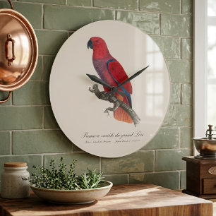Grande Horloge Ronde Perroquet éclectus de Vosmaer, Eclectus Roratus Vo