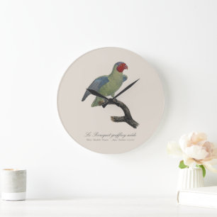 Grande Horloge Ronde Perroquet geoffroy mâle / Perroquet à joues rouges