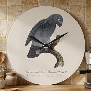 Grande Horloge Ronde Perroquet gris Timneh, Psittacus Timneh