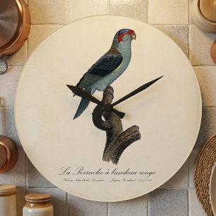 Grande Horloge Ronde Perruche à bandeau rouge / Loriquet musqué 