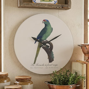 Grande Horloge Ronde Perruche à front orange, Eupsittula Canicularis