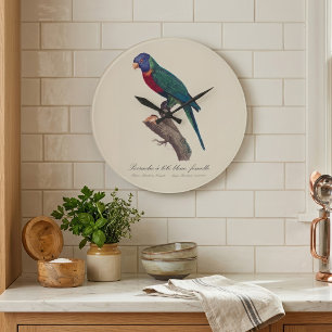 Grande Horloge Ronde Perruche a tete bleue, femelle / Rainbow lorikeet,