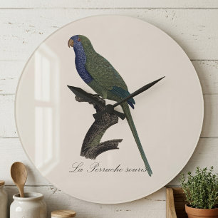 Grande Horloge Ronde Perruche Moine, Myiopsitta Monachus
