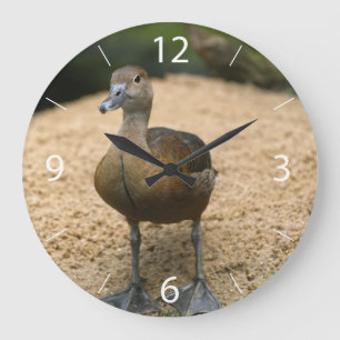Grande Horloge Ronde Petit canard curieux