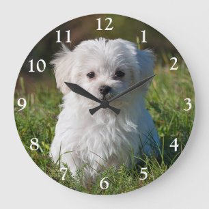 Grande Horloge Ronde Petit Chien à chiots maltais blanc et farci Grand