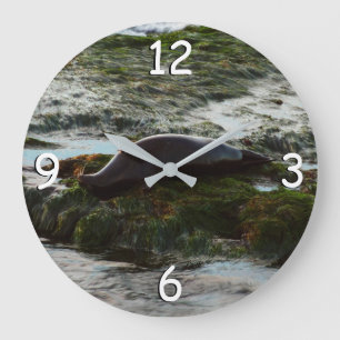 Grande Horloge Ronde Phoque de bassin illuminé par le coucher de soleil