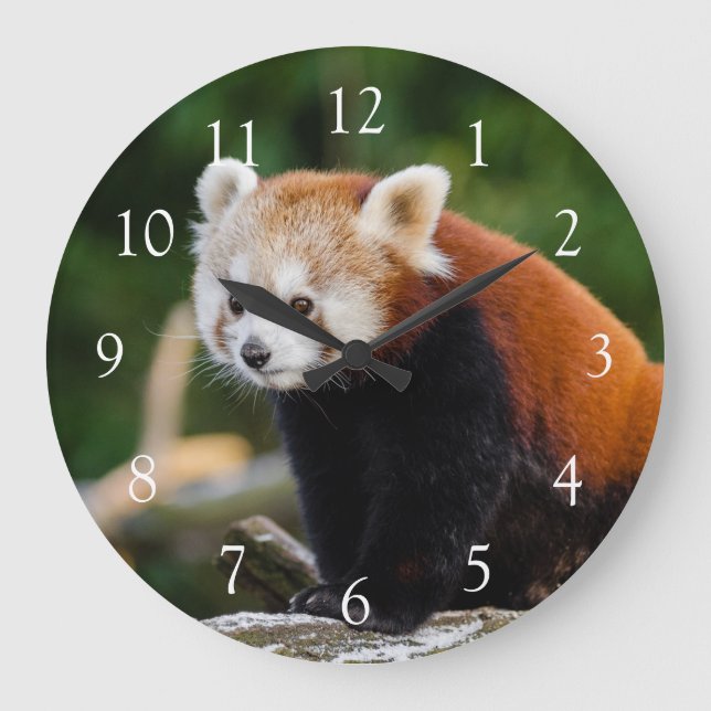 Grande Horloge Ronde Photo Panda rouge sauvage (Recto)