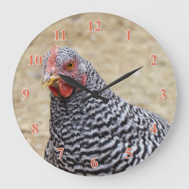 Grande Horloge Ronde Photographe de Plymouth Barred Rock (Recto)