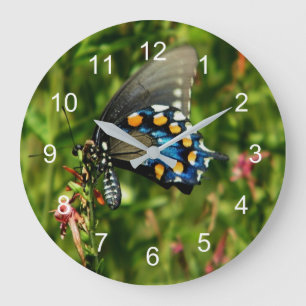 Grande Horloge Ronde Pipevine Swallowtail