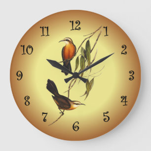 Grande Horloge Ronde Pomatorhinus à poitrine rouge ~ Elizabeth Gould 01