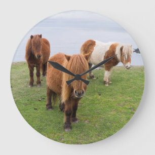 Grande Horloge Ronde Poney de Shetland sur le pâturage près de hautes