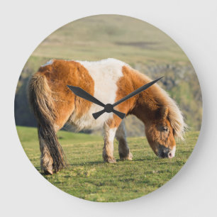 Grande Horloge Ronde Poney de Shetland sur le pâturage près de hautes