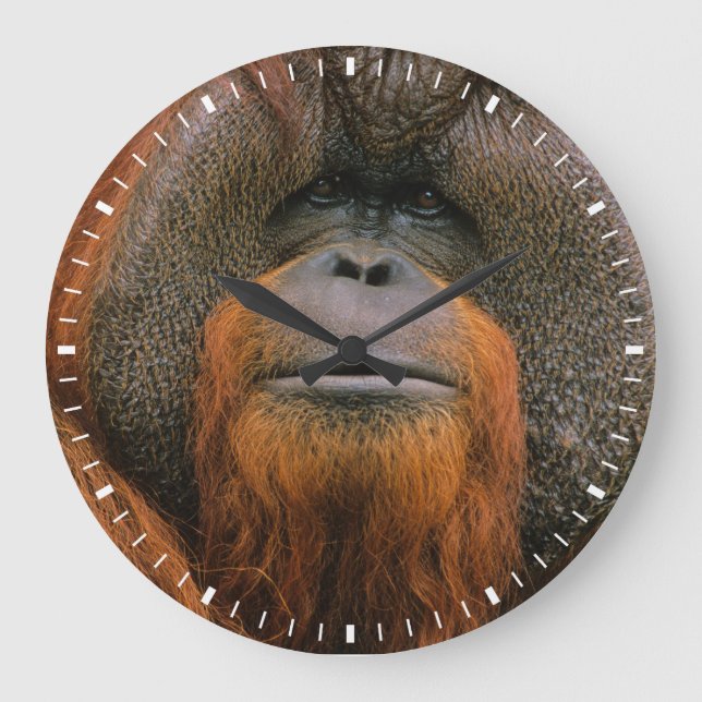 Grande Horloge Ronde Portrait of Orang-utang Male, Georgia, USA (Recto)