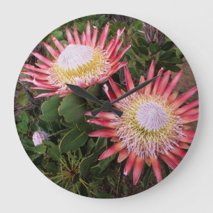 Grande Horloge Ronde Protea (Protea Cynaroides), Helderberg