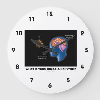 Grande Horloge Ronde Quel Est Votre Rythme Circadien ?
