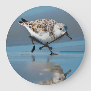 Grande Horloge Ronde Sanderling (Calidris Albe) alimentant sur la plage