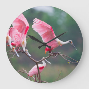 Grande Horloge Ronde Spatules rosées (Ajaia Ajaja) atterrissant