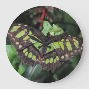 Grande Horloge Ronde Stelènes de Siproeta