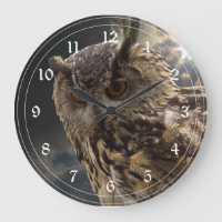 Stunning Owl