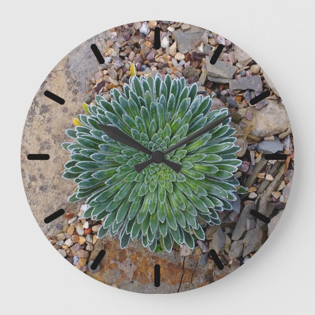 Grande Horloge Ronde Succulent plante du désert (Recto)