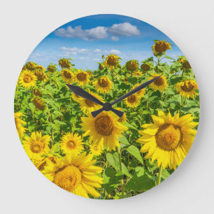 Grande Horloge Ronde Terrain de tournesol, ensoleillé l'été.