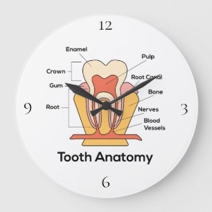 Grande Horloge Ronde Tooth Anatomy