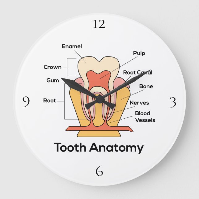 Grande Horloge Ronde Tooth Anatomy (Recto)