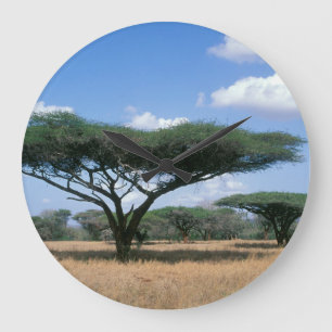 Grande Horloge Ronde Umbrella Thorn Acacia (Acacia tortilis), Mkuze