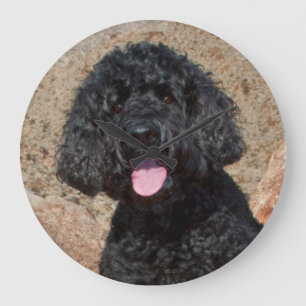 Grande Horloge Ronde USA, California. Labradoodle Sitting