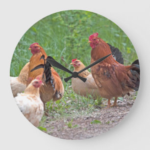 Grande Horloge Ronde USA, Nebraska. Chickens (homonymie)