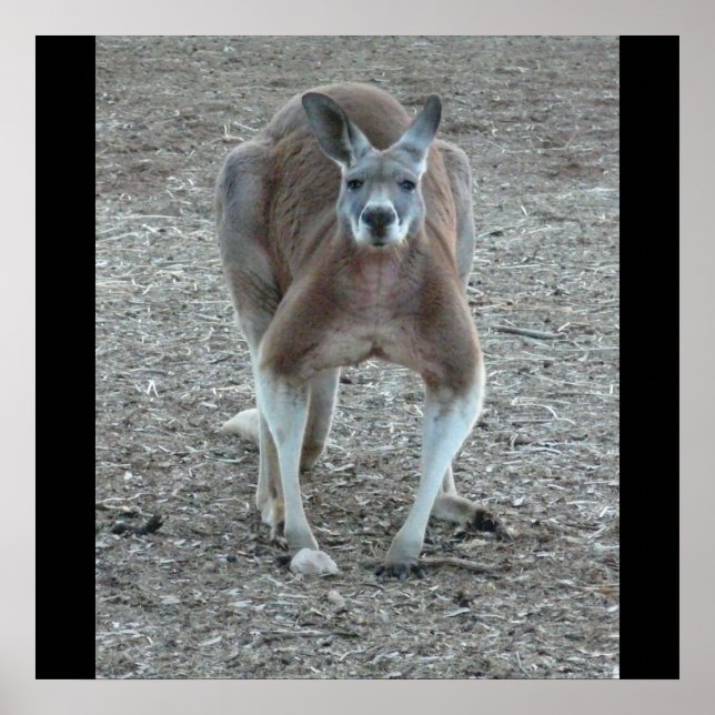 Grande impression rouge Kangaroo (Devant)