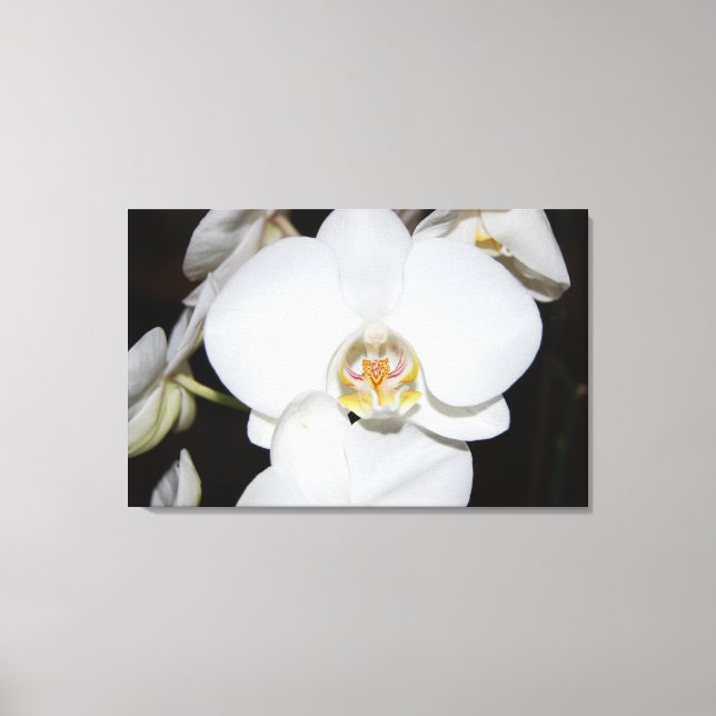 grande orchidée blanche en fleurs impression sur t (Recto)