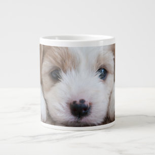 Grande Tasse Animaux de bébés cutest Cavashon Puppy