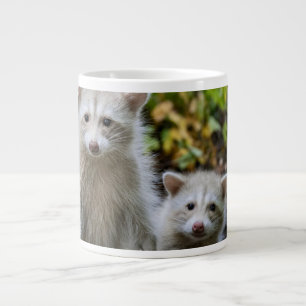 Grande Tasse Animaux de bébés cutest   Raccoons jeunes blonds