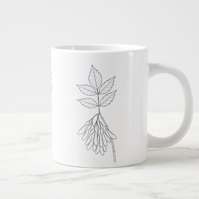 Grande Tasse Boxelder Maple - Acer Negundo - Plantes autochtone (Droite)