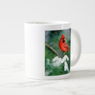 Grande Tasse Cardinal du Nord mâle sur un arbre, IL