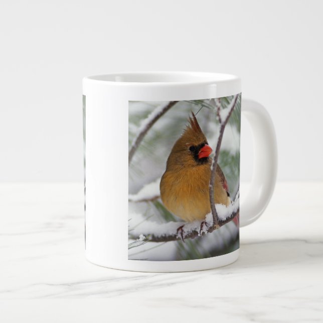 Grande Tasse Cardinalis femelle dans un pin enneigé, (Devant droit)