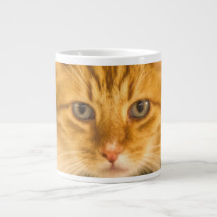 GRANDE TASSE CHAT MAINE COON STARE DOUBLE